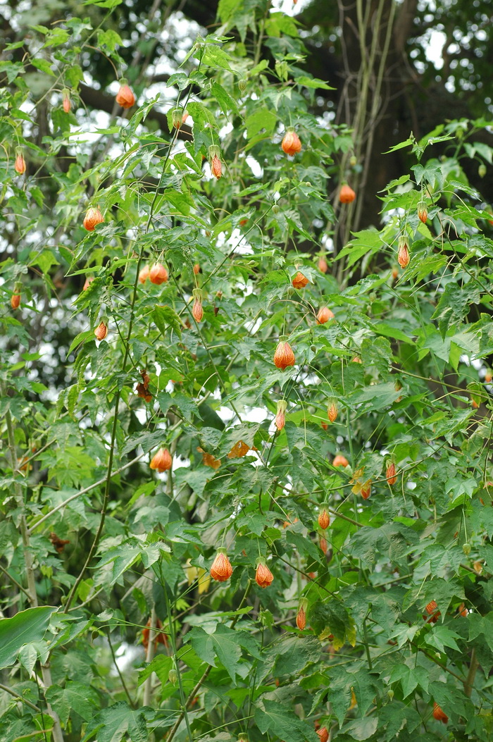 金铃花Abutilon pictum