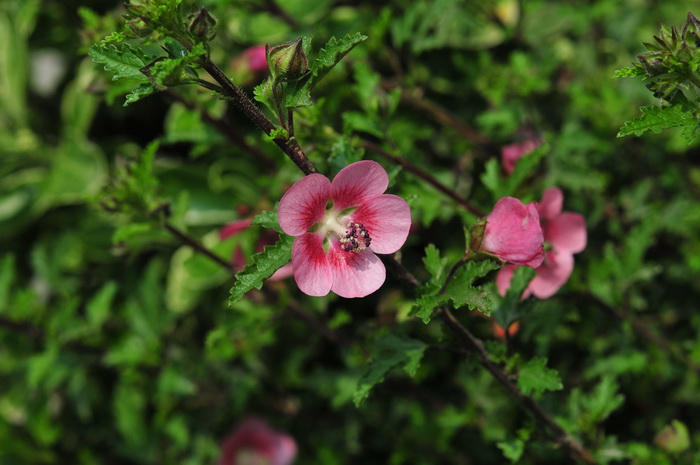 小木槿Anisodontea capensis 小木槿Anisodontea capensis
