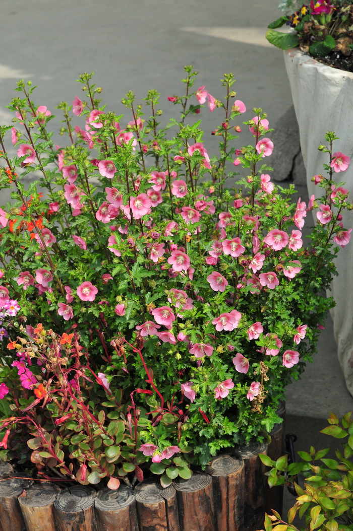 小木槿Anisodontea capensis