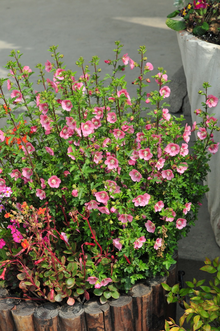 小木槿Anisodontea capensis