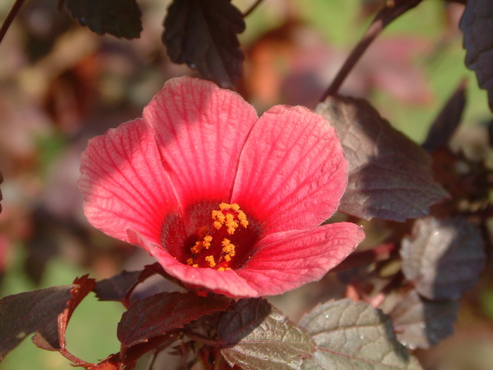 红叶槿Hibiscus acetosella 红叶槿Hibiscus acetosella