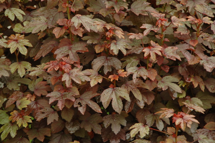 红叶槿Hibiscus acetosella 红叶槿Hibiscus acetosella