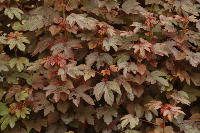 红叶槿Hibiscus acetosella