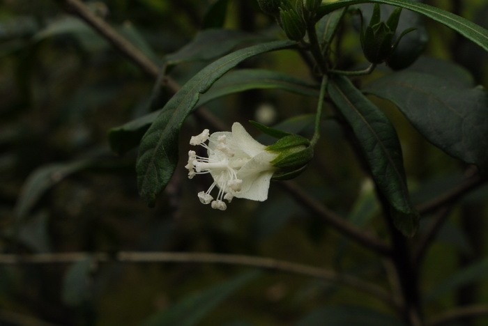 白炽花Hibiscus macilwraithensis 白炽花Hibiscus macilwraithensis