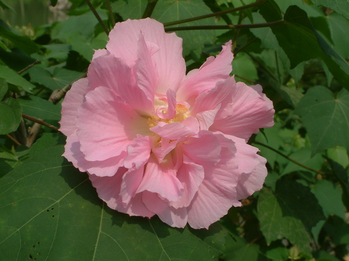 木芙蓉Hibiscus mutabilis 木芙蓉Hibiscus mutabilis