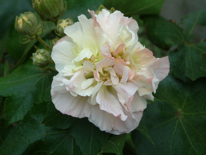木芙蓉Hibiscus mutabilis 木芙蓉Hibiscus mutabilis