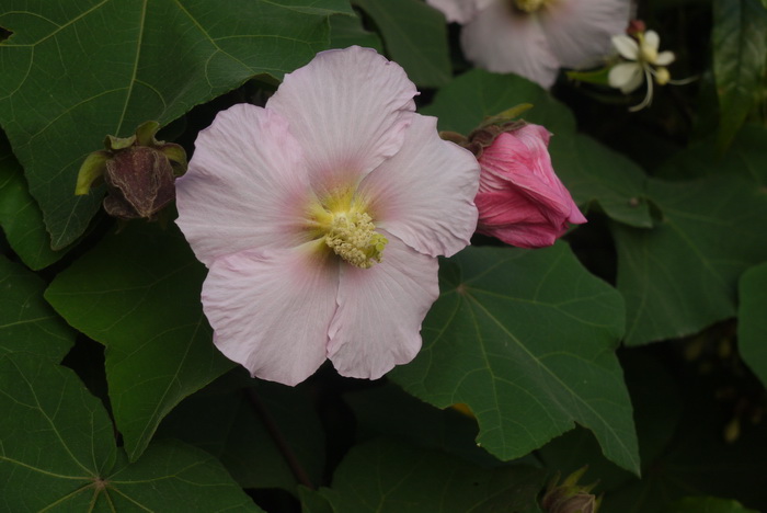 木芙蓉Hibiscus mutabilis 木芙蓉Hibiscus mutabilis