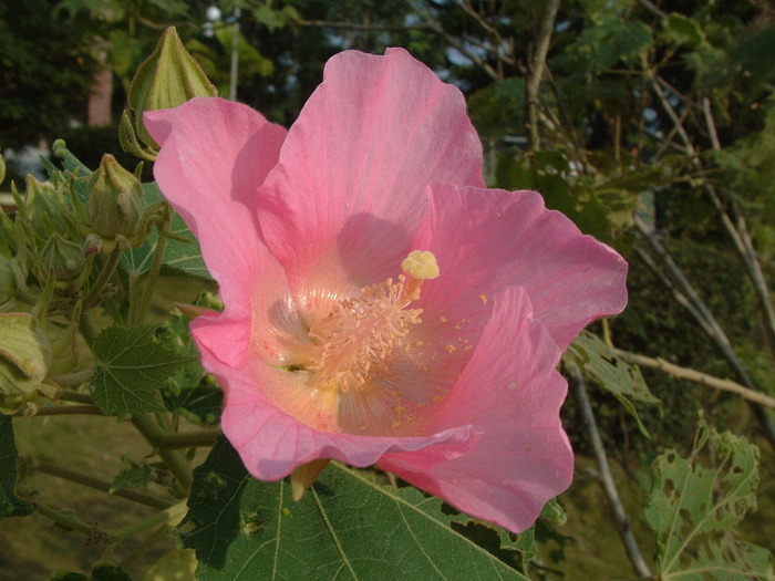 木芙蓉Hibiscus mutabilis 木芙蓉Hibiscus mutabilis