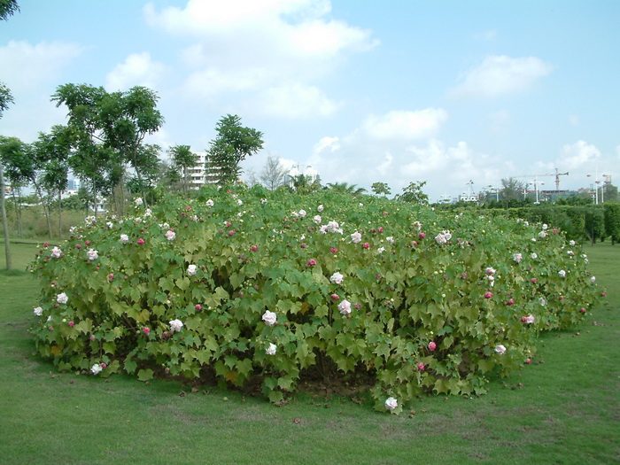 木芙蓉Hibiscus mutabilis