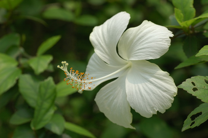 朱槿Hibiscus rosa-sinensis 朱槿Hibiscus rosa-sinensis