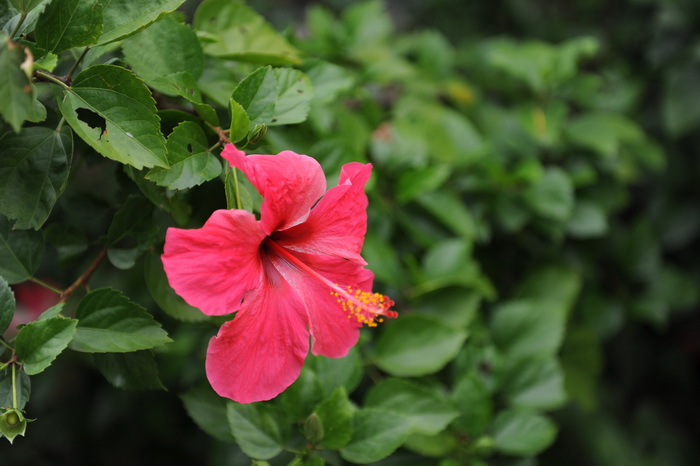 朱槿Hibiscus rosa-sinensis 朱槿Hibiscus rosa-sinensis