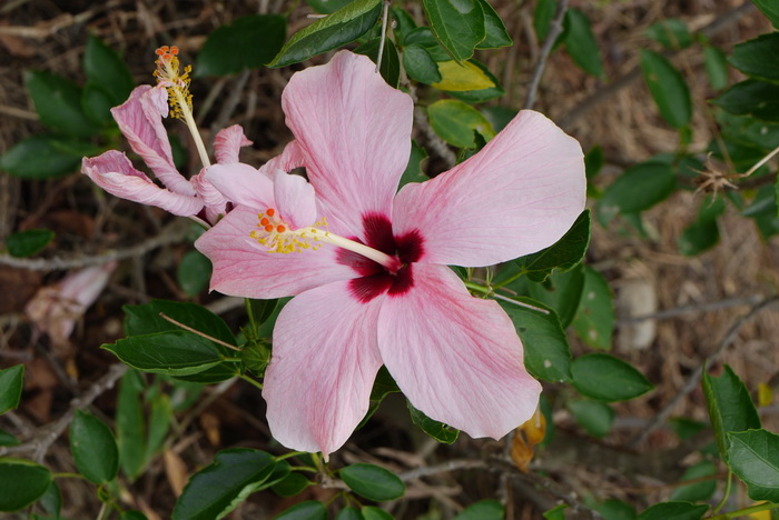 朱槿Hibiscus rosa-sinensis 朱槿Hibiscus rosa-sinensis