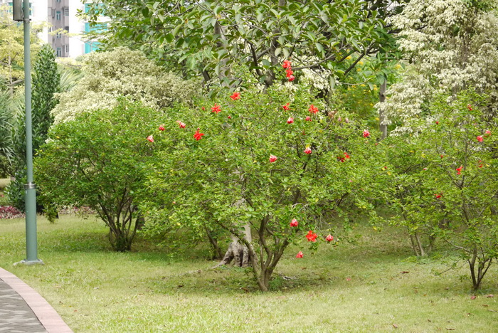 朱槿Hibiscus rosa-sinensis