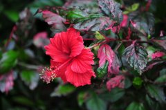 花叶扶桑Hibiscus rosa-sinensis var. variegata