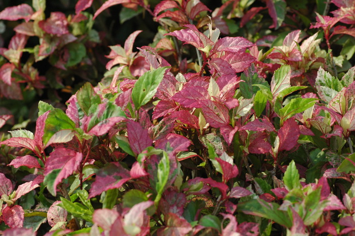 花叶扶桑Hibiscus rosa-sinensis var. variegata