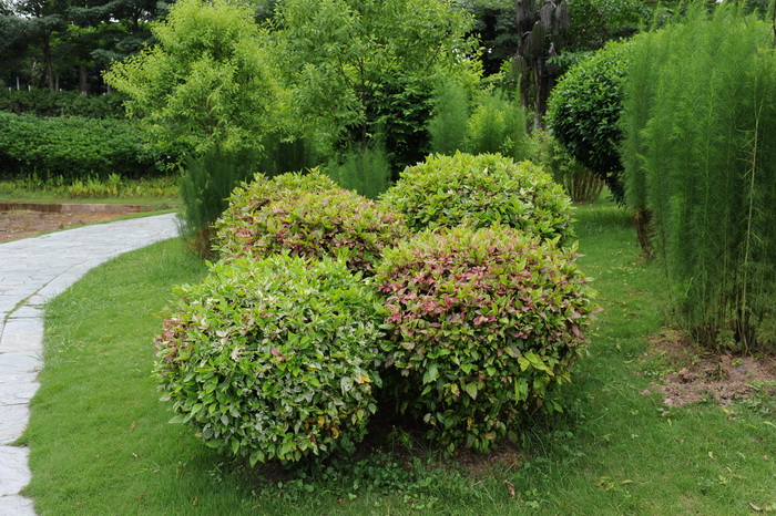 花叶扶桑Hibiscus rosa-sinensis var. variegata