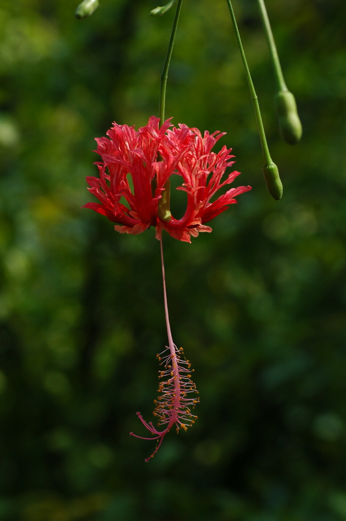 吊灯扶桑Hibiscus schizopetalus 吊灯扶桑Hibiscus schizopetalus