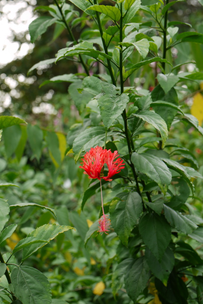 吊灯扶桑Hibiscus schizopetalus 吊灯扶桑Hibiscus schizopetalus