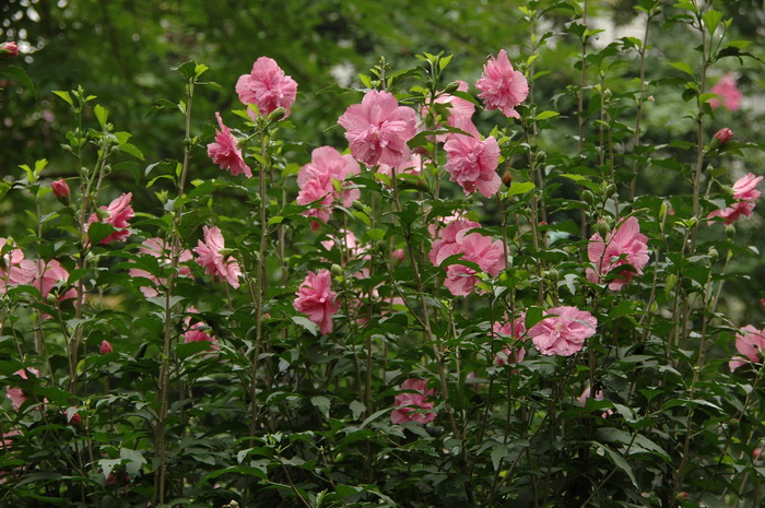木槿Hibiscus syriacus 木槿Hibiscus syriacus
