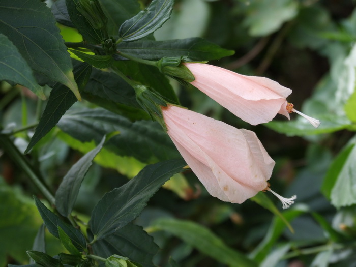 宫粉悬铃花Malvaviscus arboreus ‘Variegata’ 宫粉悬铃花Malvaviscus arboreus ‘Variegata’