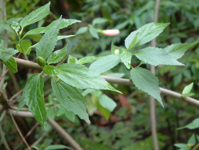 宫粉悬铃花Malvaviscus arboreus ‘Variegata’