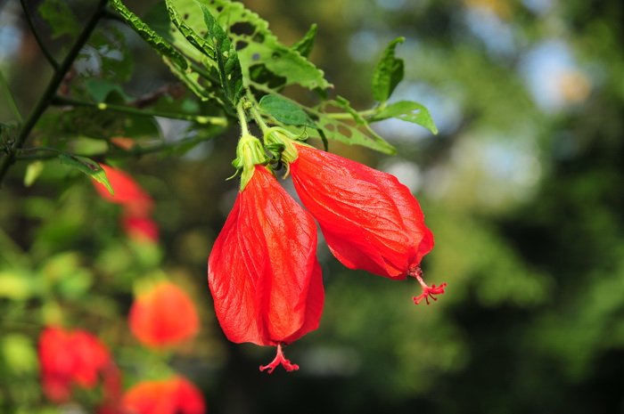 垂花悬铃花Malvaviscus_penduliflorus 垂花悬铃花Malvaviscus_penduliflorus