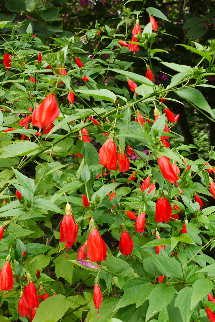 垂花悬铃花Malvaviscus_penduliflorus 垂花悬铃花Malvaviscus_penduliflorus