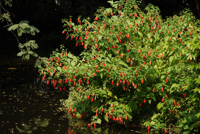 垂花悬铃花Malvaviscus_penduliflorus 垂花悬铃花Malvaviscus_penduliflorus
