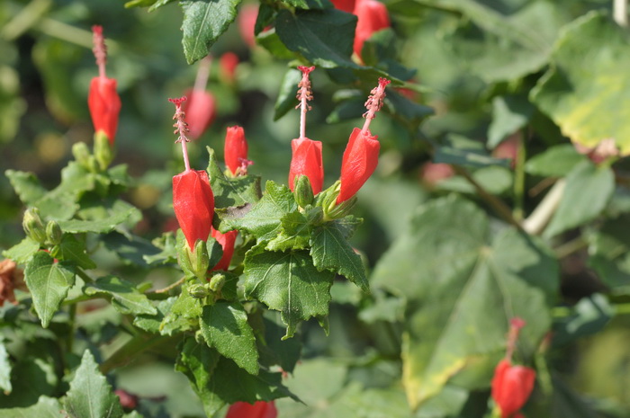 小悬铃Malvaviscus arboreus 小悬铃Malvaviscus arboreus