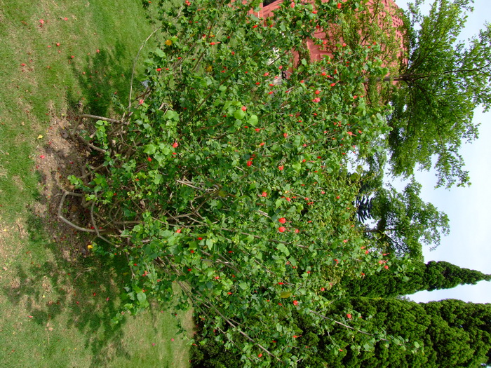 小悬铃Malvaviscus arboreus 小悬铃Malvaviscus arboreus