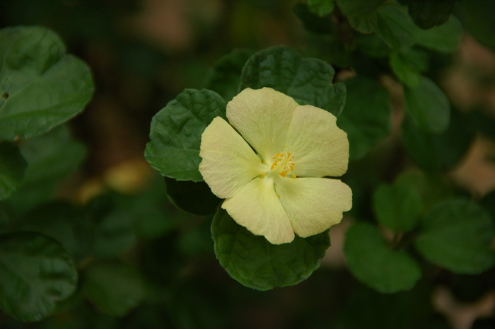 黄丽葵Pavonia praemorsa 黄丽葵Pavonia praemorsa