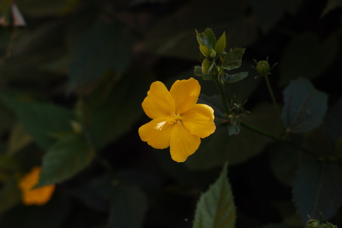 黄粉葵Pavonia sepium 黄粉葵Pavonia sepium