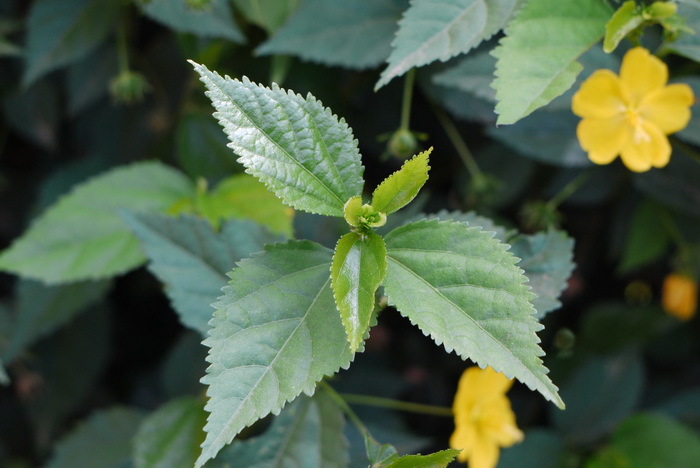 黄粉葵Pavonia sepium 黄粉葵Pavonia sepium