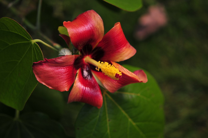 高红槿Hibiscus elatus 高红槿Hibiscus elatus