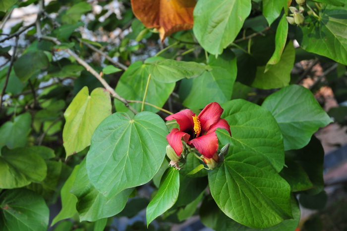 高红槿Hibiscus elatus 高红槿Hibiscus elatus
