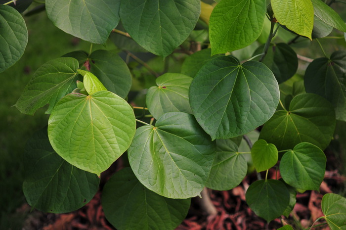 高红槿Hibiscus elatus 高红槿Hibiscus elatus