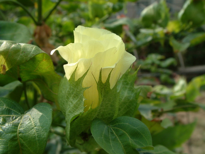 棉花Gossypium hirsutum 棉花Gossypium hirsutum