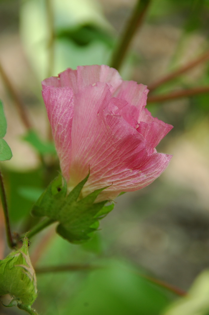 棉花Gossypium hirsutum