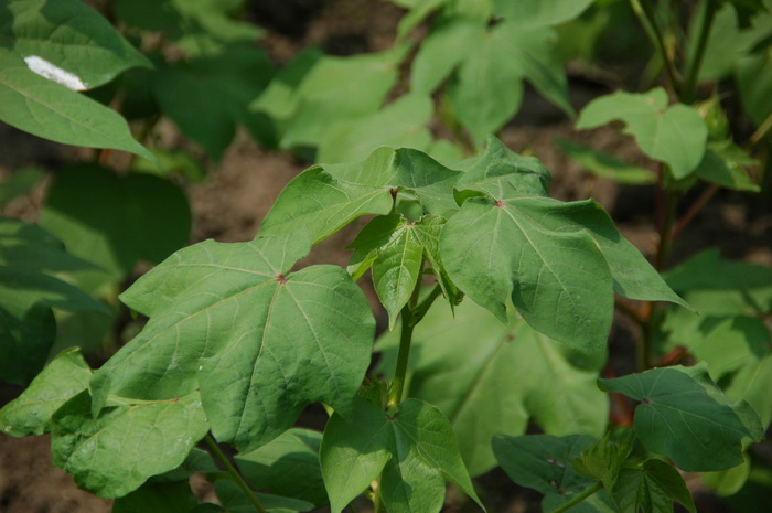 棉花Gossypium hirsutum 棉花Gossypium hirsutum