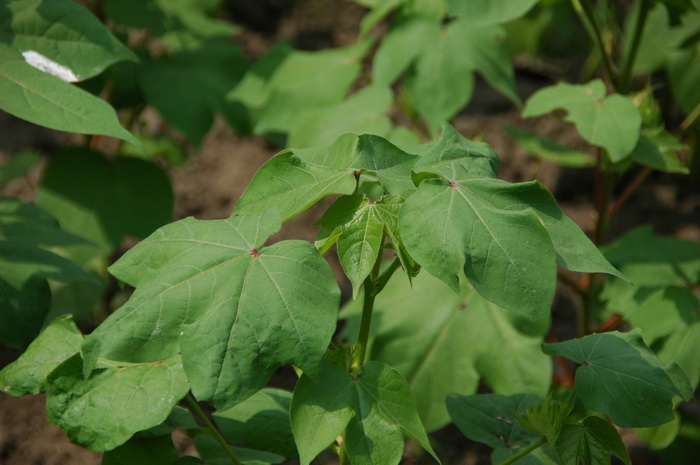 棉花Gossypium hirsutum