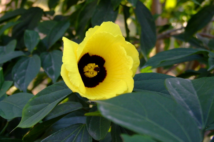 樟叶槿Hibiscus grewiifolius 樟叶槿Hibiscus grewiifolius