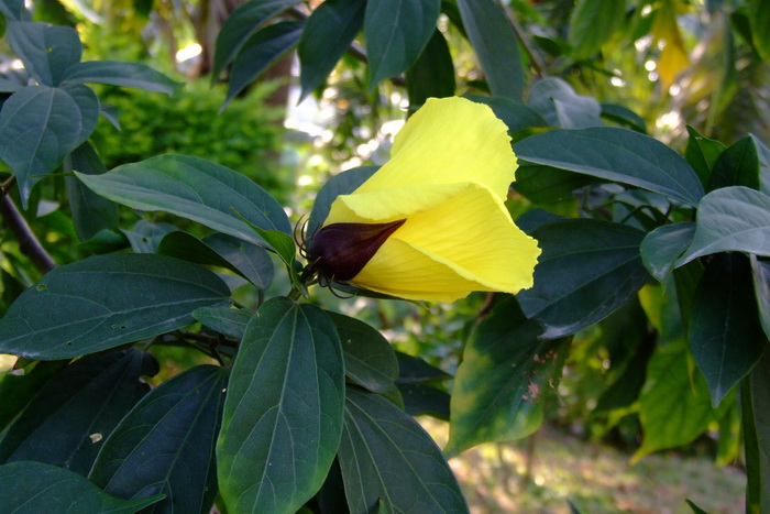 樟叶槿Hibiscus grewiifolius 樟叶槿Hibiscus grewiifolius