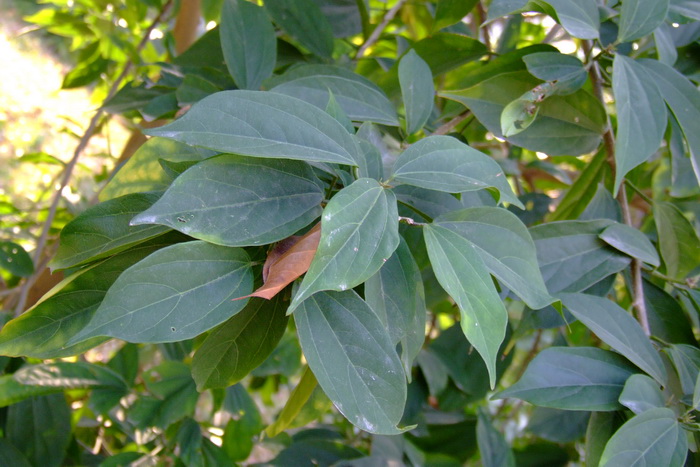 樟叶槿Hibiscus grewiifolius 樟叶槿Hibiscus grewiifolius