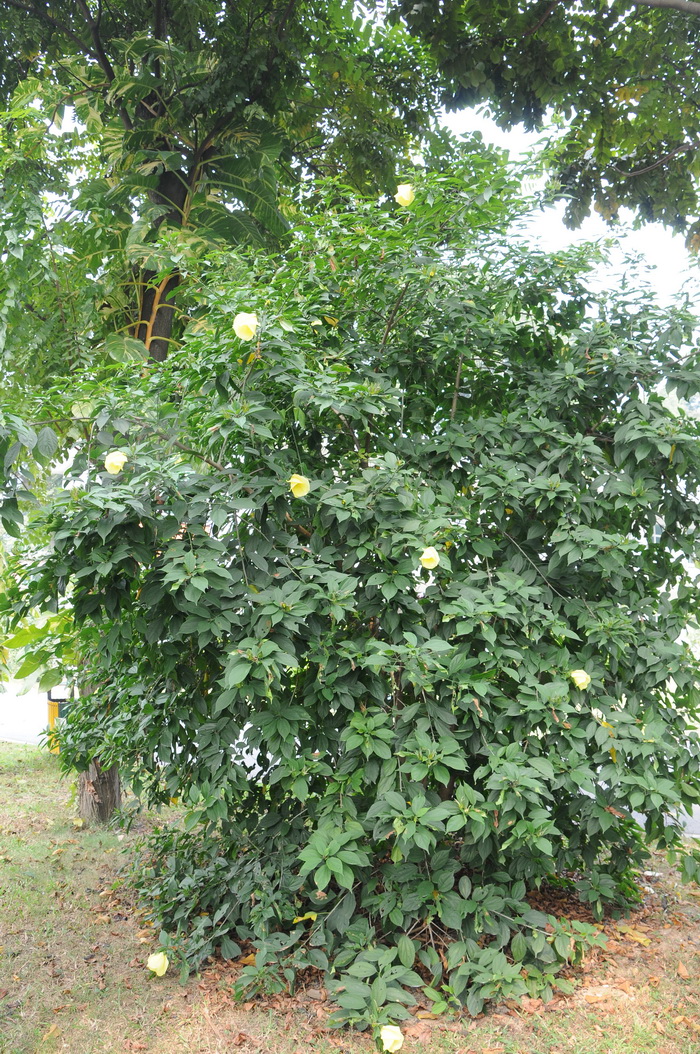 樟叶槿Hibiscus grewiifolius