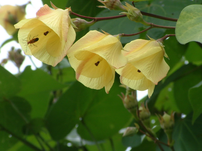 黄槿Hibiscus tiliaceus