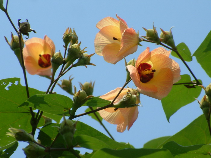 黄槿Hibiscus tiliaceus 黄槿Hibiscus tiliaceus