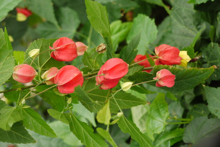 红萼苘麻Abutilon megapotamicum 红萼苘麻Abutilon megapotamicum