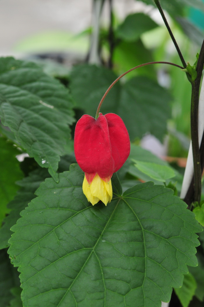 红萼苘麻Abutilon megapotamicum 红萼苘麻Abutilon megapotamicum