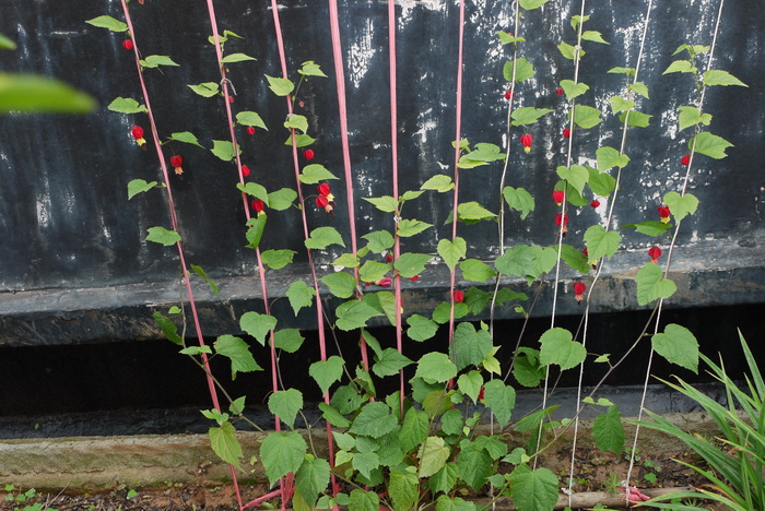 红萼苘麻Abutilon megapotamicum
