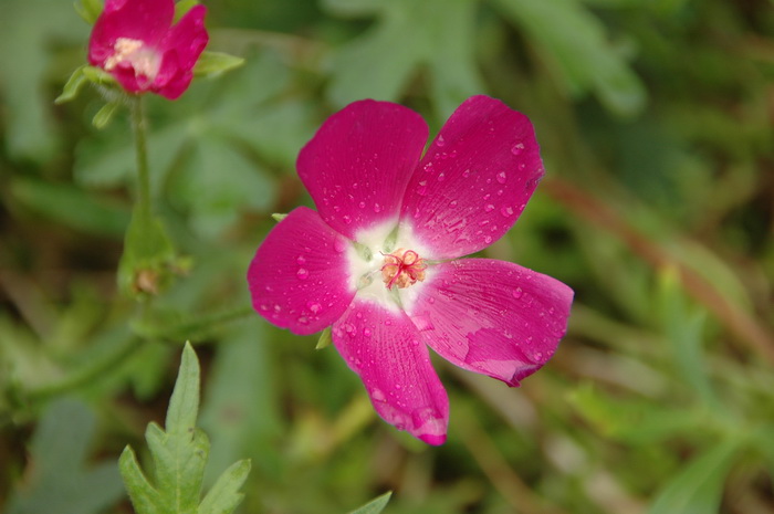 罂粟葵Callirhoe involucrata 罂粟葵Callirhoe involucrata